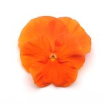 Orange Deep P15-03