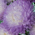 Silver Blue SX1-11