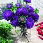 Violet SX1-8