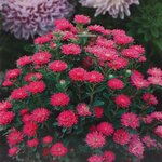 Red Shades SX6-4 нет в наличии