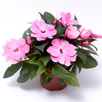 Бальзамин Новогвинейский Florific, F1
