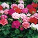Пеларгония Maverick Mix