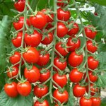 Томат Виноградная гроздь