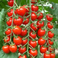 Томат Виноградная гроздь